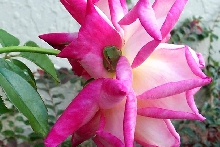 Frogs Living in Our Roses in Yard